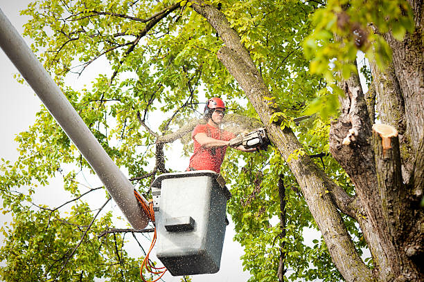 Large Tree Removal in Elk Point, SD